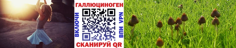 купить наркоту  Юрьев-Польский  Галлюциногенные грибы Magic Shrooms 